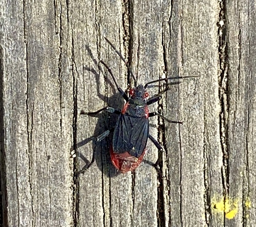 iNaturalist observation photo of Red-shouldered Bug