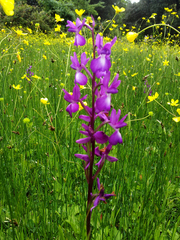 Anacamptis laxiflora