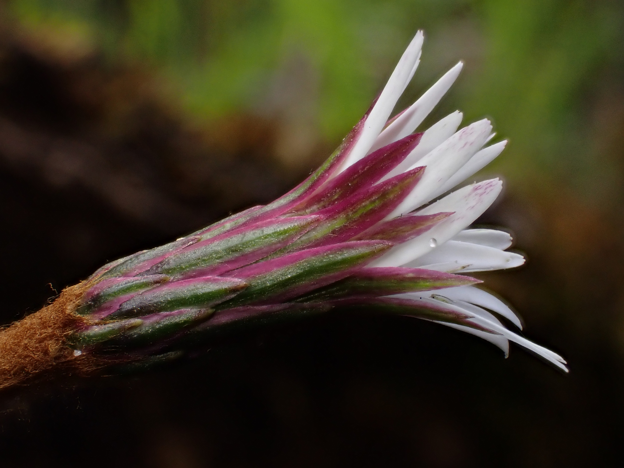Chaptalia anisobasis