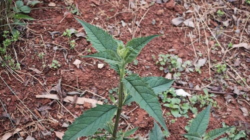 Buddleja delavayi