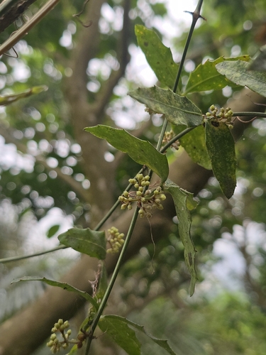 Image of Tetrastigma formosanum by (c) 黃其君, some rights reserved (CC BY)