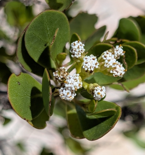 Bushy Salmea (Salmea petrobioides)