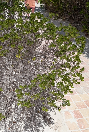 Image of Salmea petrobioides by (c) Alan Prather, some rights reserved (CC BY)