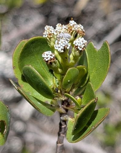 Image of Salmea petrobioides by (c) Alan Prather, some rights reserved (CC BY)