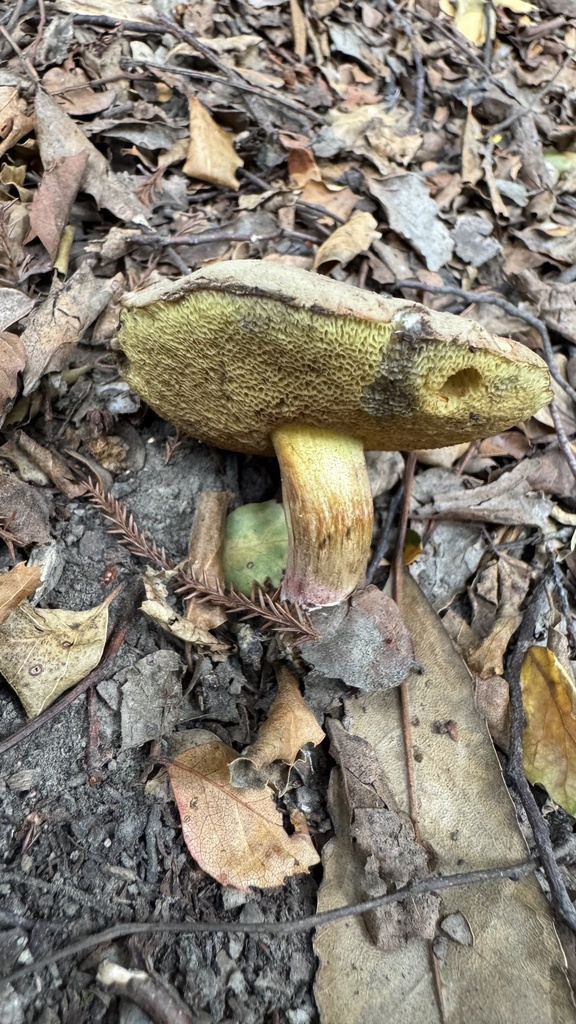 Xerocomellus cisalpinus · April 2025 · photo: © frankashwood (iNaturalist, cc-by)