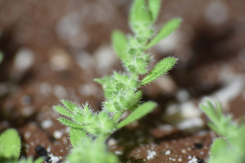 Image of Herniaria hirsuta by no rights reserved