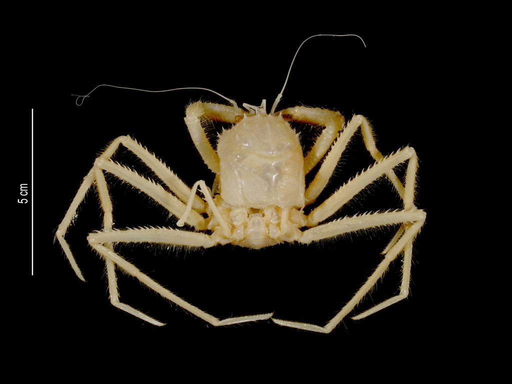 Lamoha