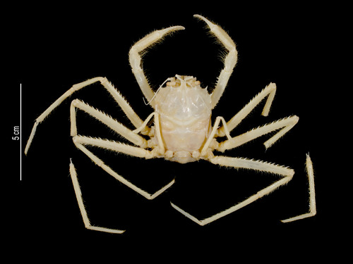 Lamoha