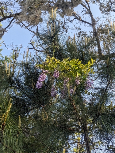 Image of Wisteria frutescens by no rights reserved