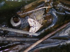 Parapoynx allionealis