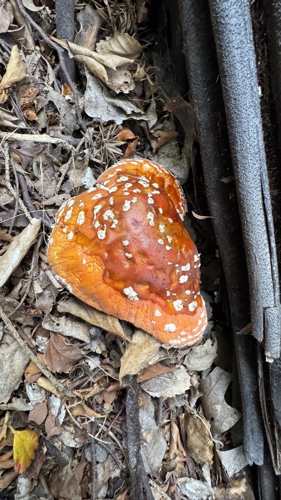 Amanita muscaria · April 2025 · photo: © frankashwood (iNaturalist, cc-by)