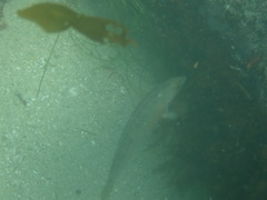 Halichoeres semicinctus