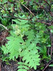 Astragalus americanus