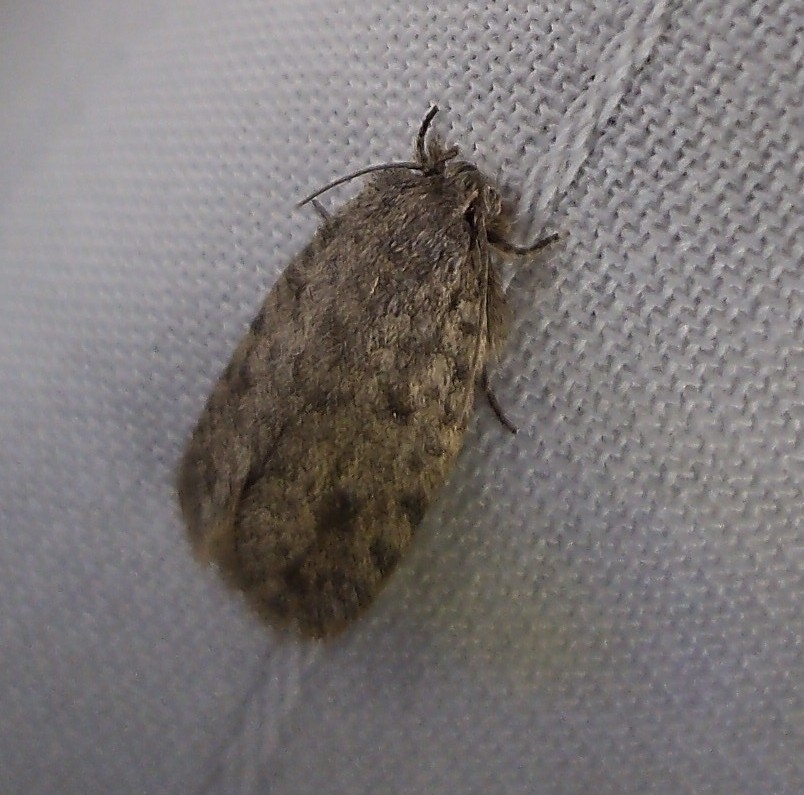 Tiquadra inscitella