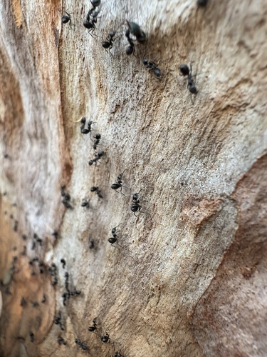 Anonychomyrma inclinataAnonychomyrma inclinata
