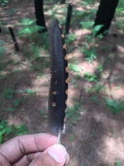 Antrostomus arizonae