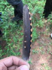 Antrostomus arizonae