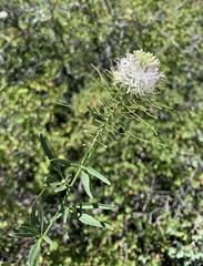 Thelypodium wrightii