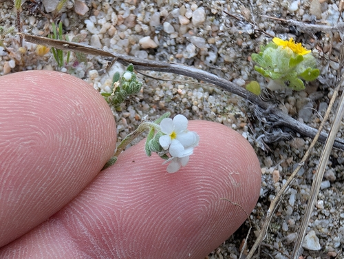 Image of Mountain Red-Root Cryptantha (Eremocarya lepida) by (c) Dustin VanOverbeke, some rights reserved (CC BY)