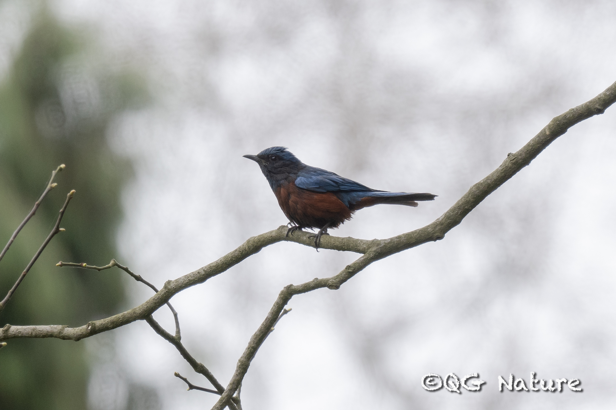 Chestnut-bellied Rock Thrush