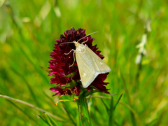 Udea alpinalis
