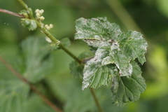 Podosphaera spiraeae
