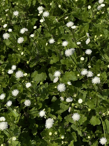 Shinnersia rivularis, photograph 6