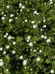 Shinnersia rivularis, photograph (c) Andrea Villarreal Rodríguez, some rights reserved (CC BY)