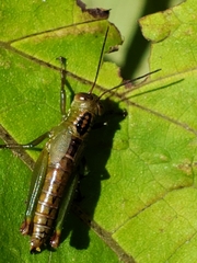 Tergoceracris