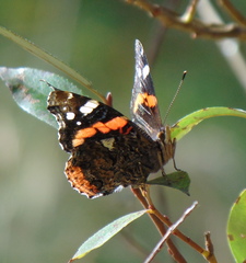 Vanessa atalanta