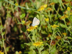 Polyommatus icarus