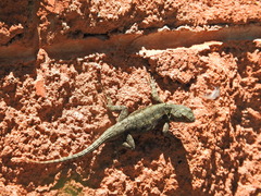 Sceloporus grammicus