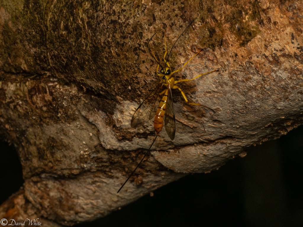 Epirhyssa biroi