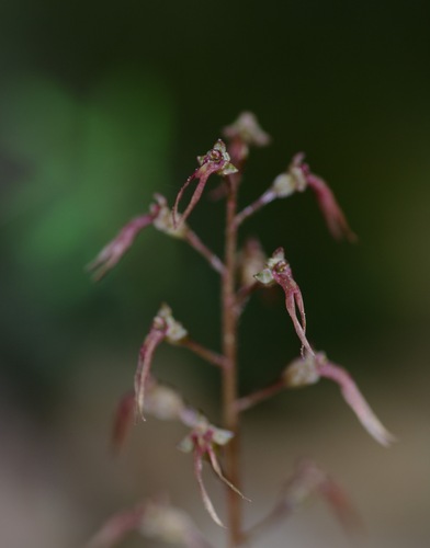 Image of Neottia bifolia by no rights reserved