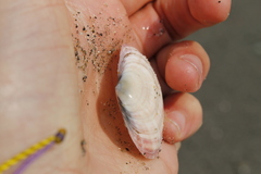 Semele rubropicta