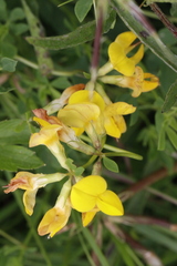 Lotus corniculatus