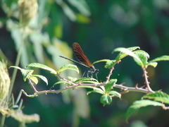 Calopteryx
