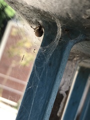 Latrodectus geometricus