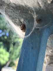 Latrodectus geometricus