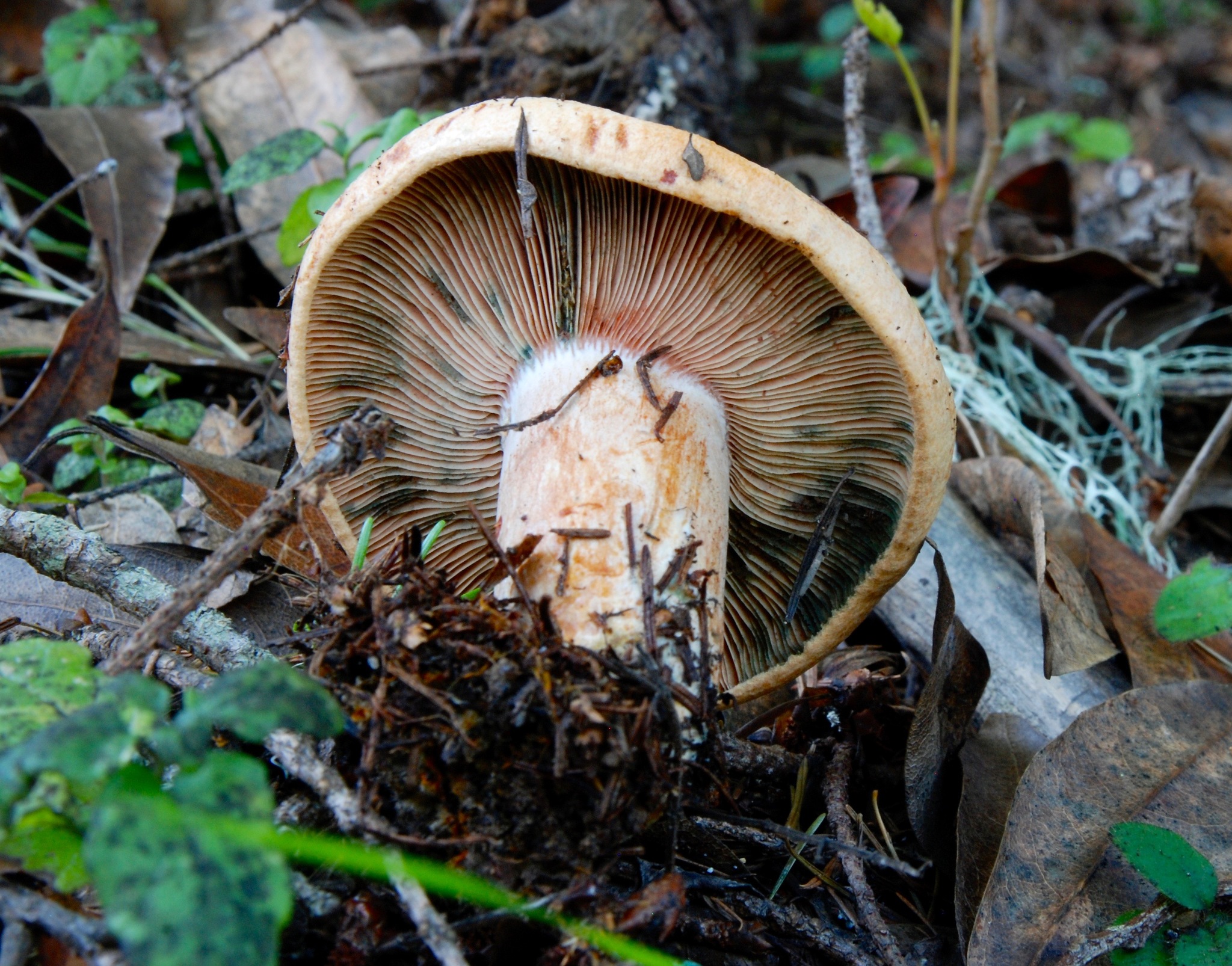 Lactarius rubrilacteus image