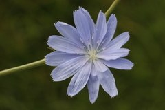Cichorium intybus