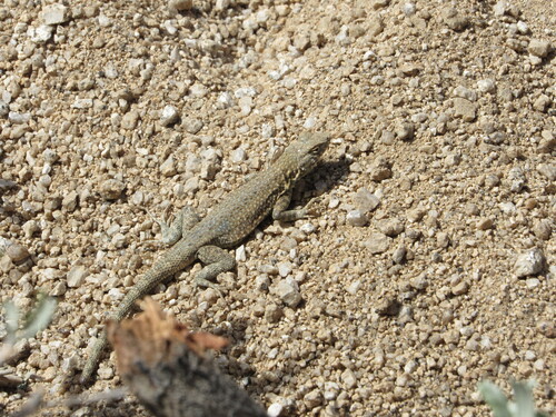 iNaturalist observation photo of Common Side-blotched Lizard