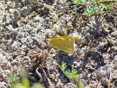 Colias croceus