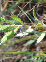 Polyommatus icarus