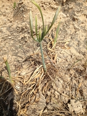 Pancratium maritimum