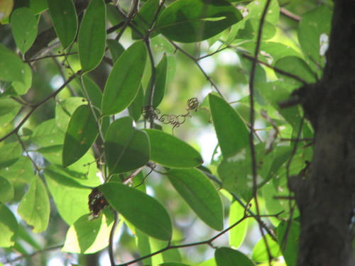 laurel greenbrier (Smilax laurifolia)