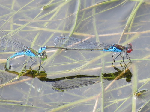 Small Red-eyed Damselfly