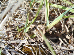 Grammodes bifasciata