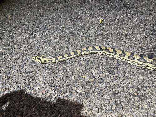 Jungle Carpet Python sighting