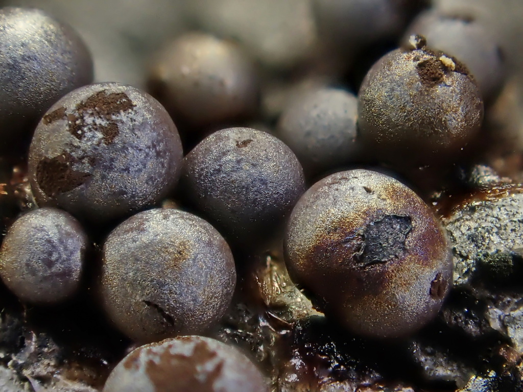 Lamproderma argenteobrunneum
